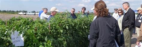 blades foundation growers inspect tomato field trial florida blades foundation