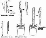Grafting Graft Budding Plants Whip Tongue Propagation Two Trees Methods Fruit Beginners Grafts Figure Edu Ndsu Nursery Crop Tree Process sketch template