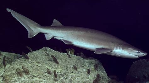 Tiburón Cañabota Características Curiosidades Hábitat