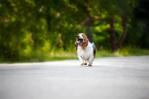 hilarious snaps capture the mad expressions basset hounds pull when
