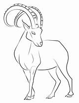 Ibex Goat Drawing Line Deviantart Drawings Tattoo Lines Dibujos Clipart Draw Con Animal Dibujo Transparent Sketches Cabra Cabras Pages Celtic sketch template