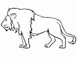 Lion Male Coloring Pages Face Printable Supercoloring Template sketch template