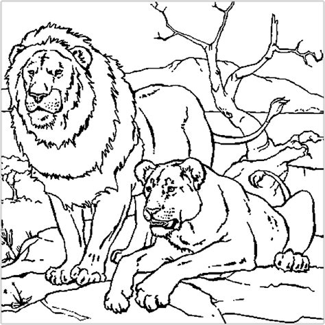 lion couple lion kids coloring pages
