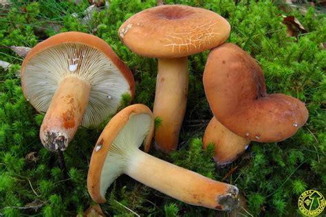 Lactarius Deliciosus Stuffed Mushrooms Edible Mushrooms Mushroom