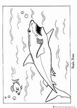 Shark Coloring Great Pages Boy Color Print Bull Sharkboy Megalodon Kids Colouring Animals Printable Week Hellokids Getcolorings Lavagirl Sheet Library sketch template