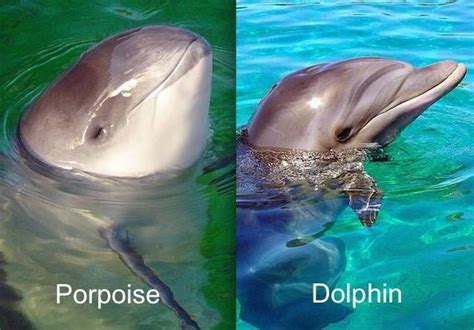 Dolphins And Porpoises