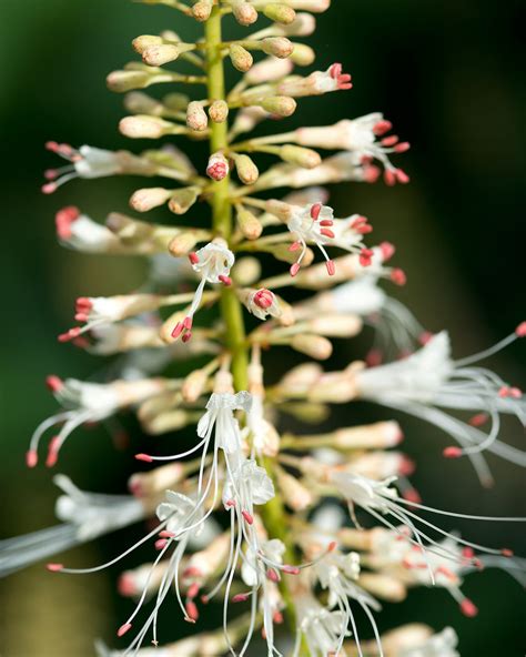 Photo 59401 Aesculus Parviflora Plant Lust