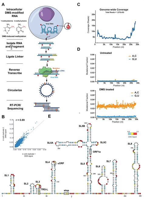 structure   full sars   rna genome  infected cells