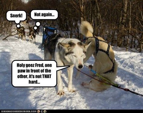 funny husky pictures  captions husky page