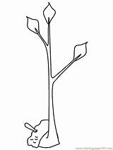 Coloring Pages Tree Trees Oak Outline Young Kids Llama Book Color Clipart Cliparts Template Tulip Poplar Print Library Line sketch template