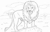 Dangerous Coloring Animals Lion Coloringbay sketch template
