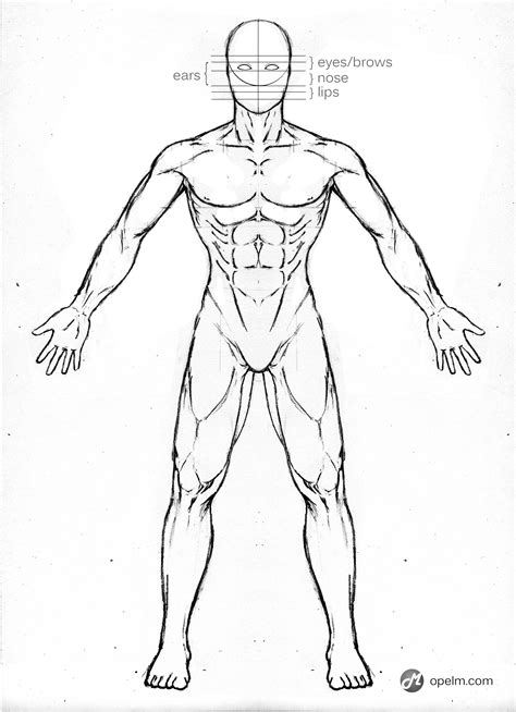 male anatomy drawing model front  gourmandhast  deviantart