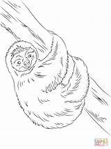 Sloth Coloring Pages Cute Drawing Printable Sloths Animal Two Color Baby Template Print Sheet Drawings Sheets sketch template