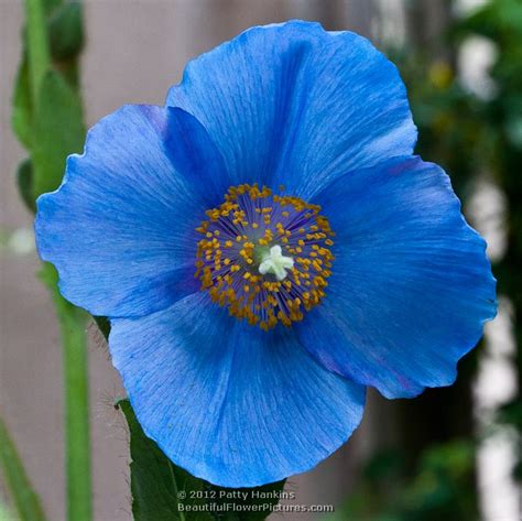 blue poppies beautiful flower pictures blog
