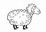 Mewarnai Domba Animasi Bergerak sketch template