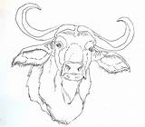 Buffalo African Bills Getcolorings Getdrawings sketch template