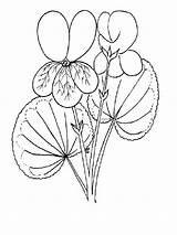 Coloring Violet Pages Flower Printable Recommended Color sketch template