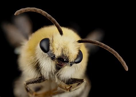 bee appreciation  awareness post  aggie transcript