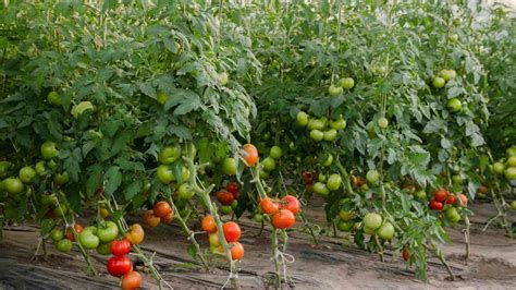 advices  remember  encouraging tomato plantation  india
