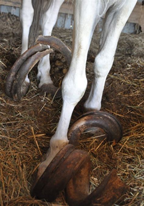 shocking video shows horse  ft long twisted hooves  squalid