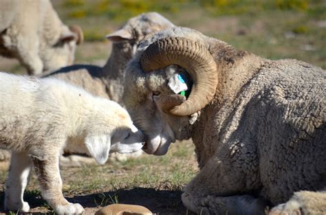 keys  raising successful livestock guardian dogs premiersupplies sheep guide