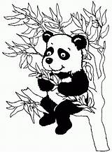 Coloring Bamboo Panda Eating Pages Leaves Tree Baby Popular Choose Board sketch template
