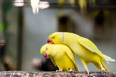fun facts  indian ringneck parakeets