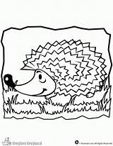Egel Kleurplaten Hedgehog sketch template