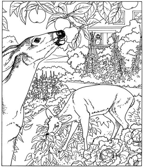 nature coloring page  clip art library