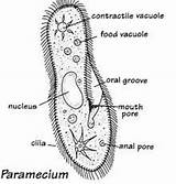 Paramecium Amoeba Biology sketch template