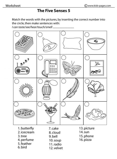 sense worksheet    senses worksheets printable