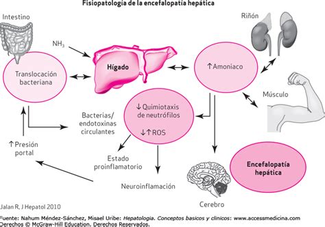 encefalopatia hepatica fisiopatologia pdf