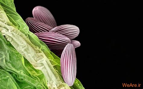 انجمن مهندسی تولیدات گیاهان دارویی میکرو تصاویر