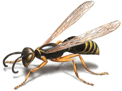 wasp control    rid  wasps