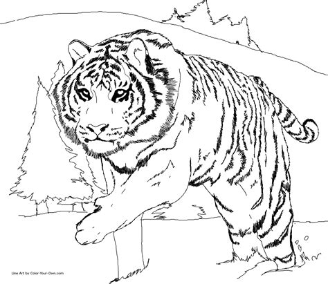 siberian tiger coloring page