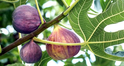 Fresh Figs Fall Is A Good Time To Give Them A Try