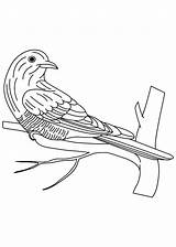 Coloring Bird Cuckoo Emerald Asian Pages sketch template
