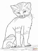Coloring Cat Pages Sand Printable Kids Color Drawing Coloringpage sketch template