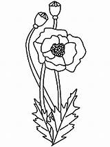 Poppy Coloring Flower Pages Clipart California Library Print sketch template