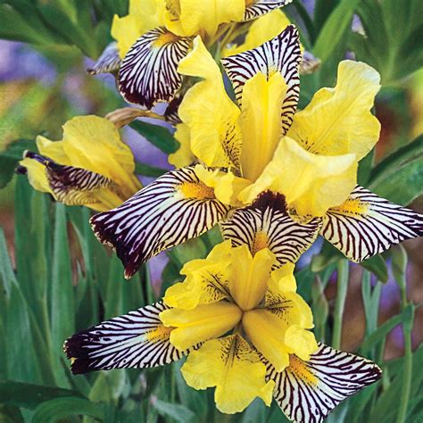 golden zebra iris brecks