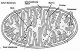 Mitochondria Chloroplast Template sketch template
