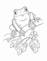 Coqui Puerto Rico Frog Coloring Pages Drawing Dibujo Kids Colouring Un Printable Rican Map Drawings Frogs Flag Sheets Book Animal sketch template