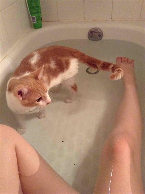 14 Clingy Cats Who Refuse To Give Their Humans A Moment Alone – Inspiremore