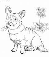 Malinois Chiens Coloriages sketch template