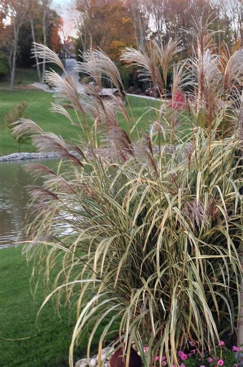 dwarf variegated maiden grass monrovia variegated plants front yard plants water wise