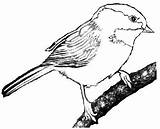 Chickadee Clipart Bird Coloring Pages Capped Clip Cliparts Colouring Designs Facts Clipground Library sketch template