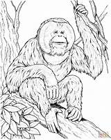 Orangutan Coloring Pages Ape Sits Branch Printable Drawing Supercoloring Orangutans Print Color Kids Apes Monkey Online Designlooter Animal Popular Silhouettes sketch template