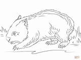 Wombat Coloriage Coloiage sketch template