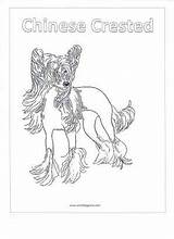 Coloring Chinese Crested Pages Puppy Pug Smalldogplace sketch template