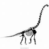 Diplodocus Esqueleto Skelett Dinosaurier Ausmalbilder Colorir Ultracoloringpages Malvorlage Langhals Malvorlagen Kopf sketch template